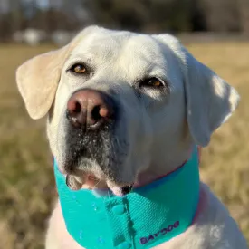 Arctic Bay Cooling Collar by Baydog