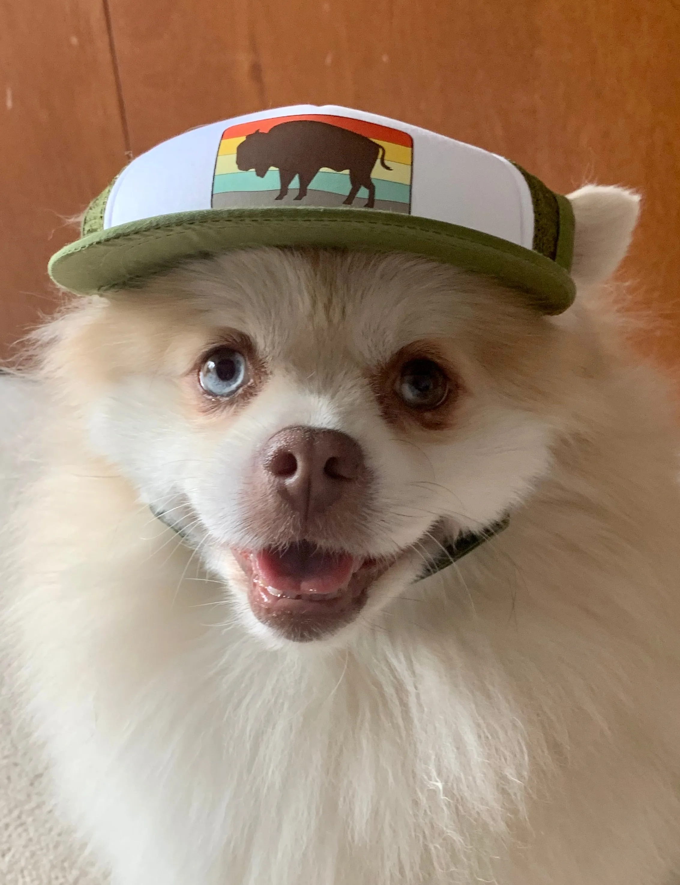 Bison Trucker Hat
