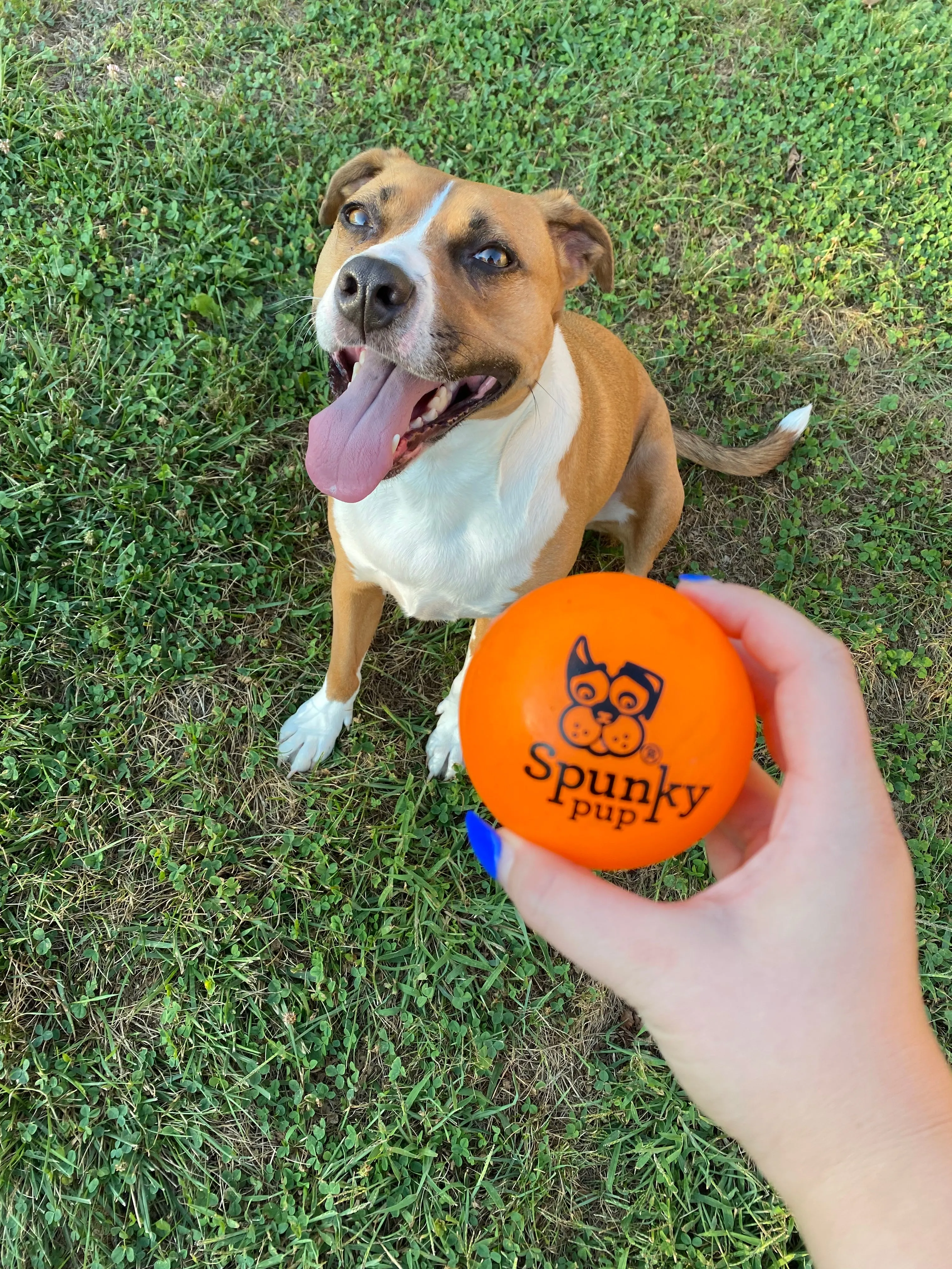 Fetch & Glow Balls
