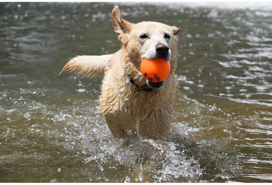 Fetch & Glow Balls