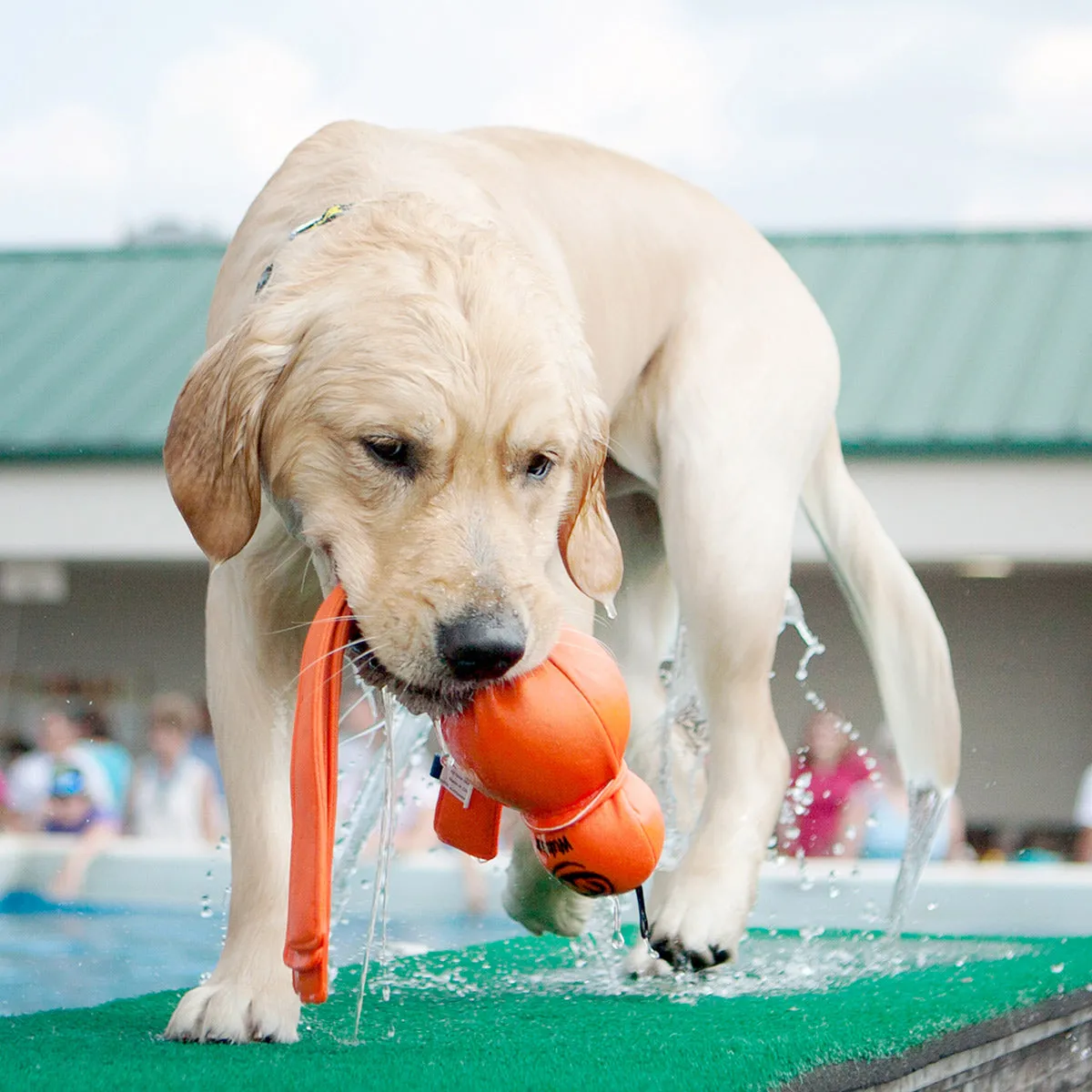 KONG Wet Wubba