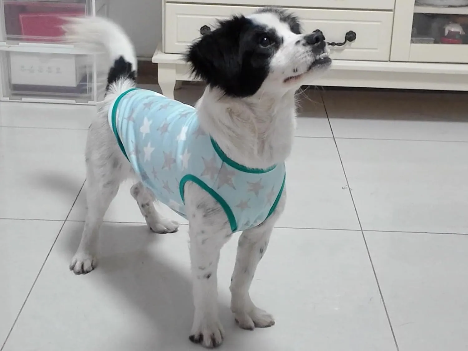 Lightweight Breathable Dog Cooling Shirts, Quick Dry Sunscreen T Shirt, Professional Pet Summer Vest for Small Medium Large Girl Boy Dog