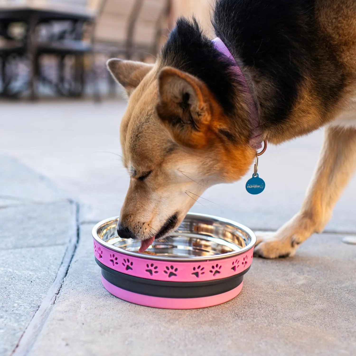 Loving Pets Corsa Pet Bowl for Dogs, Small, Fiery Pink