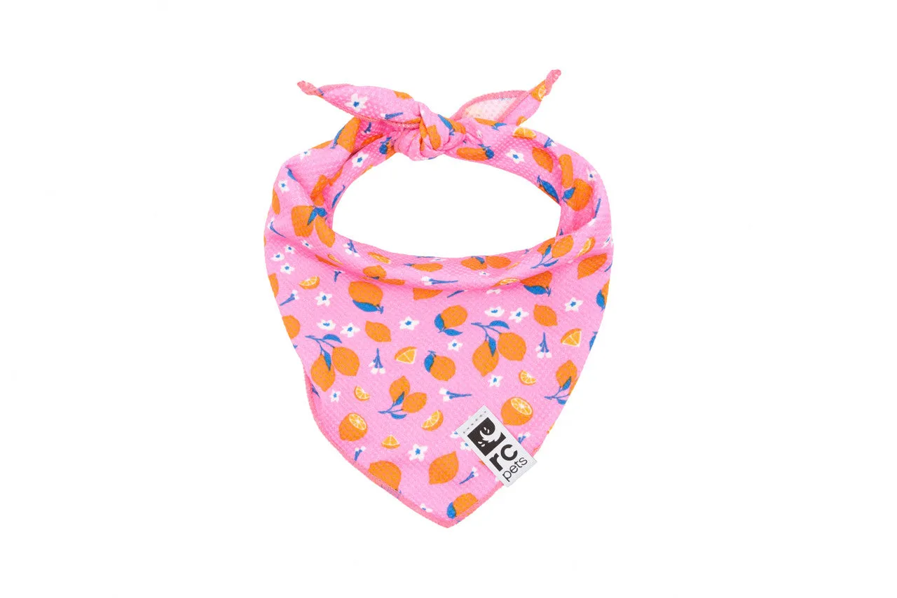 RC Pets Zephyr Cooling Bandanas for Dogs