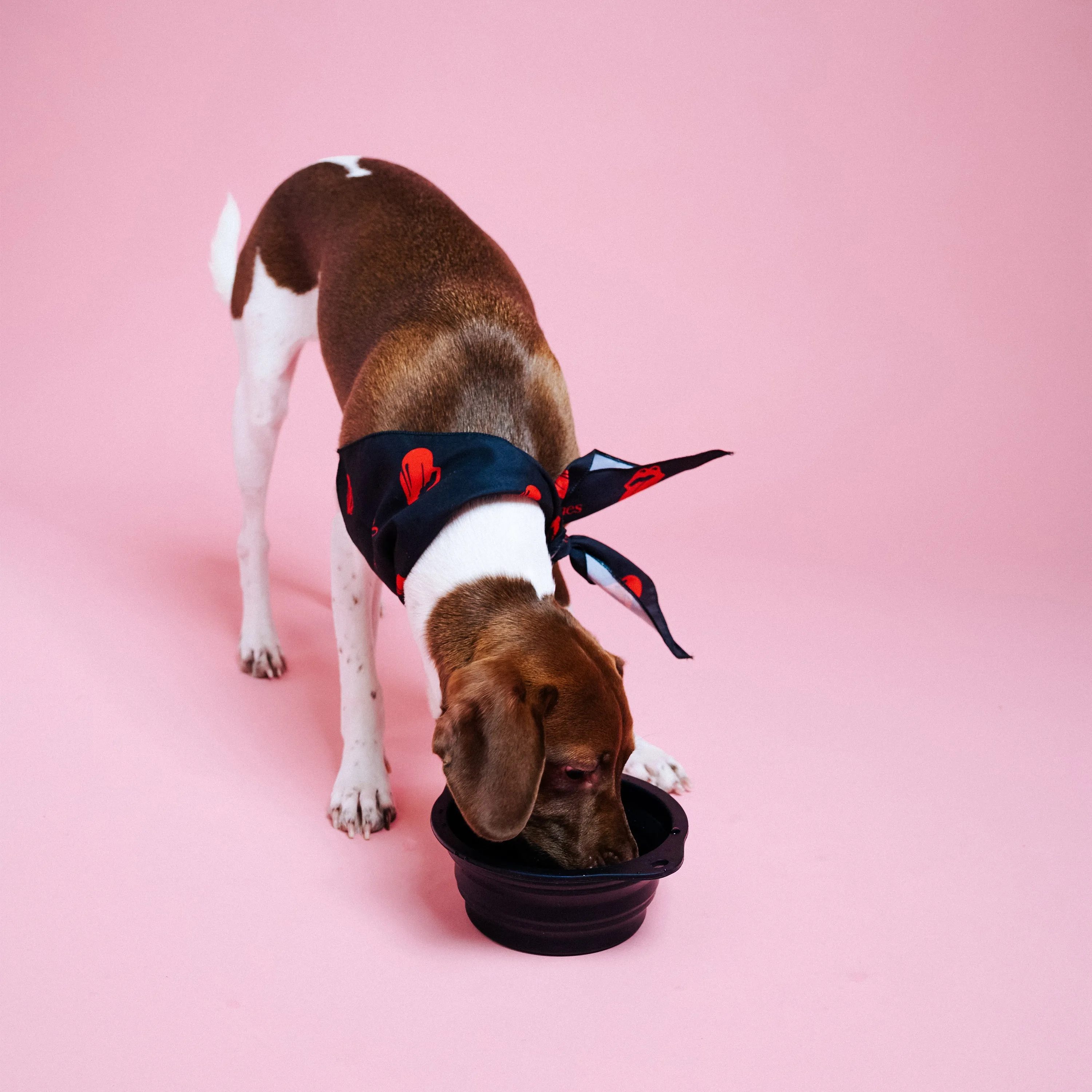 Stones Collapsible Dog Bowl