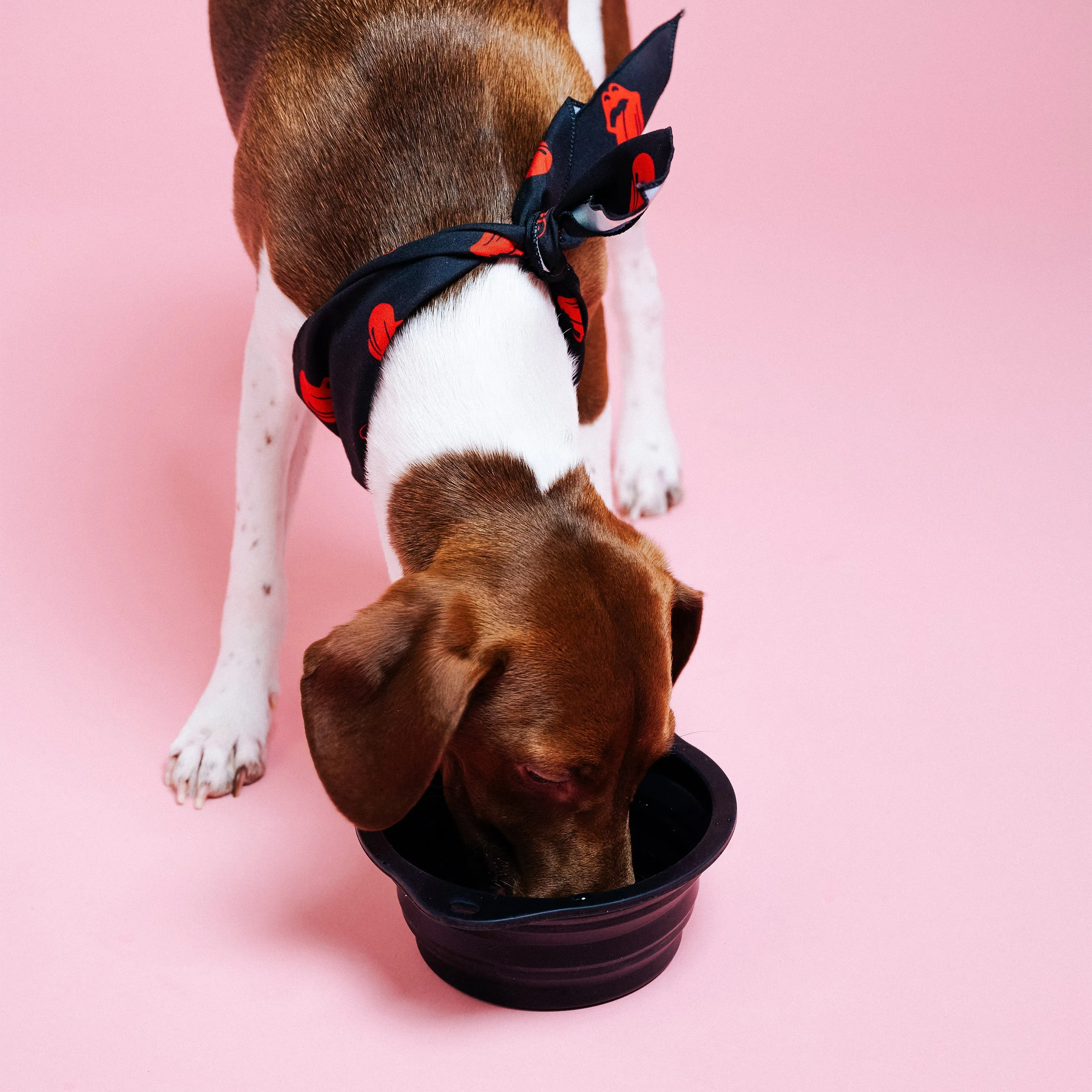 Stones Collapsible Dog Bowl